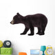 Black Bear Cub Wall Decal