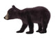 Black Bear Cub Wall Decal