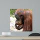 Meditating Orangutan Wall Decal