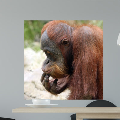 Meditating Orangutan Wall Decal shown on a wall