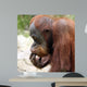 Meditating Orangutan Wall Decal