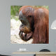 Meditating Orangutan Wall Decal
