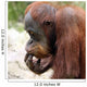 Meditating Orangutan Wall Decal