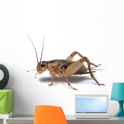 Brown Cricket White Wall Decal shown on a wall