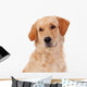 Beautiful Golden Retriever Wall Decal