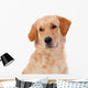 Beautiful Golden Retriever Wall Decal