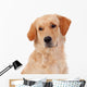 Beautiful Golden Retriever Wall Decal