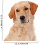 Beautiful Golden Retriever Wall Decal