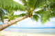 Tropic Wall Decal
