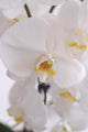 Blhende Orchidee Wall Decal