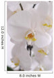 Blhende Orchidee Wall Decal