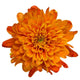 Orange Chrysanthemum Flower Wall Decal