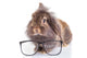 Lion Head Rabbit Bunny Wall Decal
