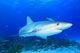 Shark Blue Water with Fish Wall Decal
