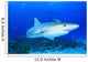 Shark Blue Water with Fish Wall Decal