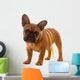 French Bulldog Puppy Diet with Body Tape Measure Wall Decal