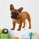 French Bulldog Puppy Diet with Body Tape Measure Wall Decal