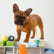 French Bulldog Puppy Diet with Body Tape Measure Wall Decal