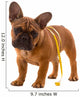 French Bulldog Puppy Diet with Body Tape Measure Wall Decal