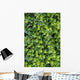 Ivy Foliage Park Wall Decal