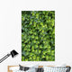 Ivy Foliage Park Wall Decal
