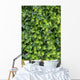 Ivy Foliage Park Wall Decal