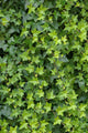 Ivy Foliage Park Wall Decal
