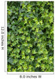Ivy Foliage Park Wall Decal