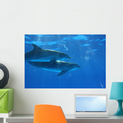 Dolphin Wall Decal shown on a wall