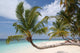 Palm Tree Beach Maldives Wall Decal