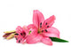 Pink Lily Wall Decal