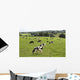 Cows Grazing Fresh Pasture Wall Decal
