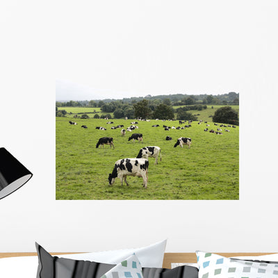 Cows Grazing Fresh Pasture Wall Decal shown on a wall