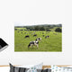 Cows Grazing Fresh Pasture Wall Decal