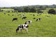 Cows Grazing Fresh Pasture Wall Decal