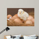 Chick and Eggs Wall Decal
