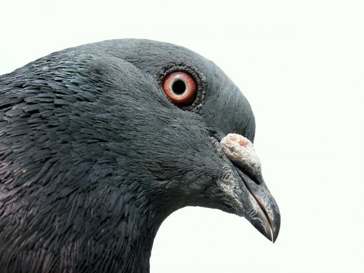 Pigeon Wall Decal