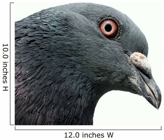 Pigeon Wall Decal