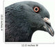 Pigeon Wall Decal
