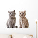 Portrait British Kittens Wall Decal