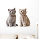 Portrait British Kittens Wall Decal