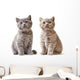 Portrait British Kittens Wall Decal