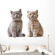 Portrait British Kittens Wall Decal