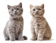 Portrait British Kittens Wall Decal