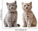 Portrait British Kittens Wall Decal