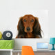 Longhaired Dachshund Dog Wall Decal
