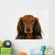 Longhaired Dachshund Dog Wall Decal