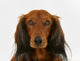 Longhaired Dachshund Dog Wall Decal