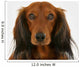 Longhaired Dachshund Dog Wall Decal