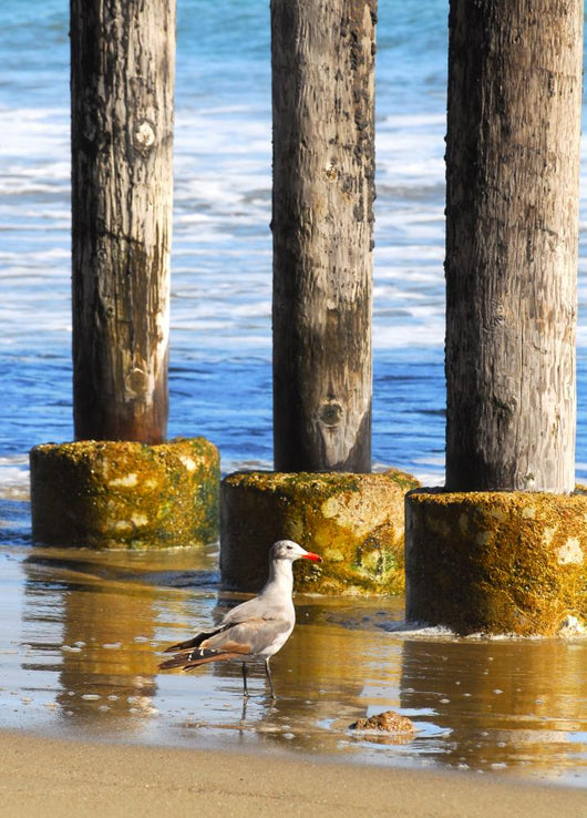 Lone Seagull Walking Beach Wall Decal